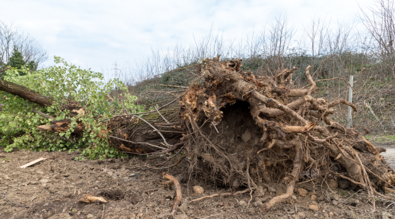 Weather related losses for Vermont loggers mounting with no relief efforts in sight as second warm winter persists