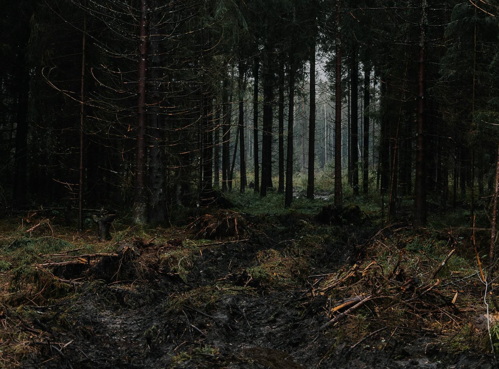 Gloomy Forest Pathway in Dense Woodland