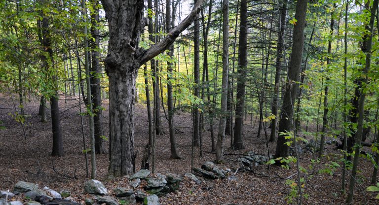 Op-Ed: Fix Our Forests Act