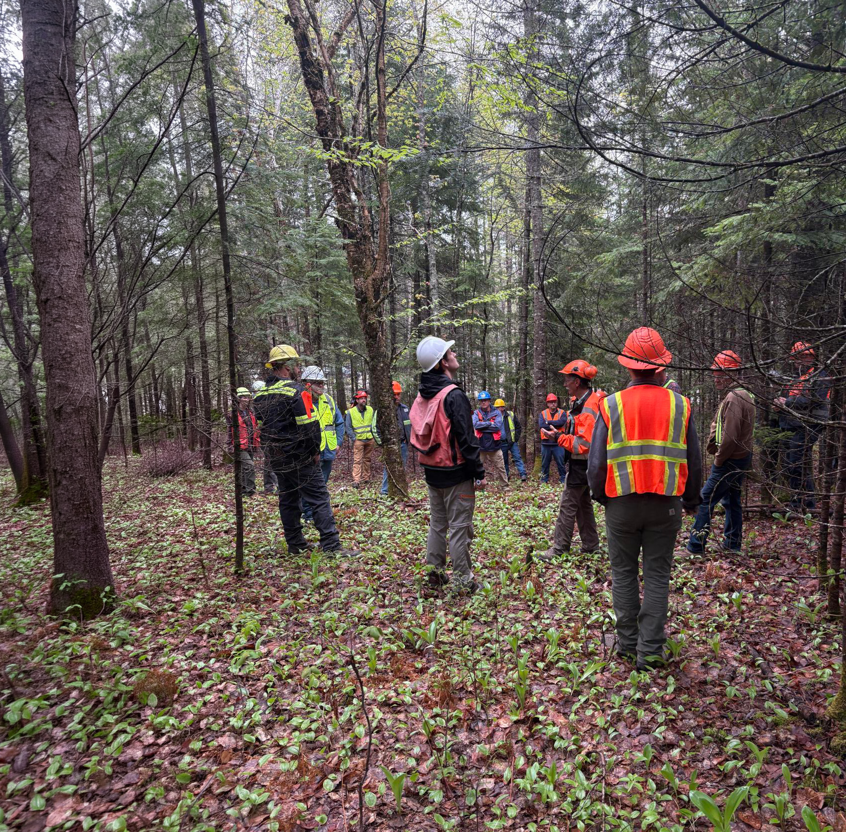 Foresters and loggers assessing tree health