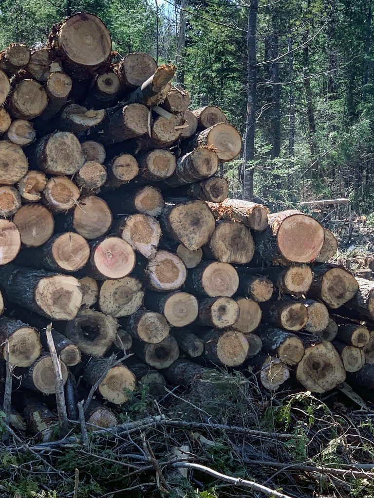 Pile of pulp logs