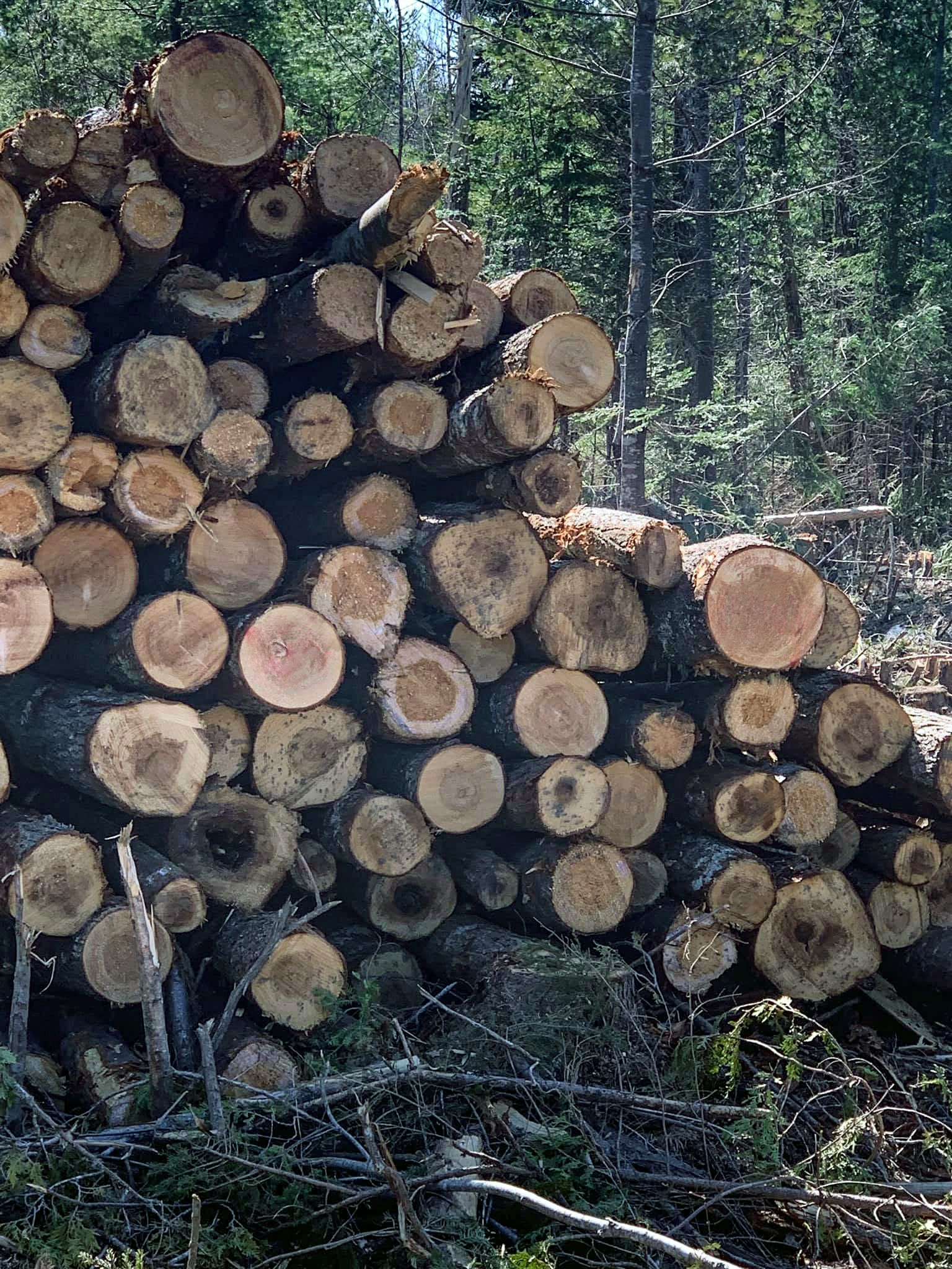 Pile of pulp logs